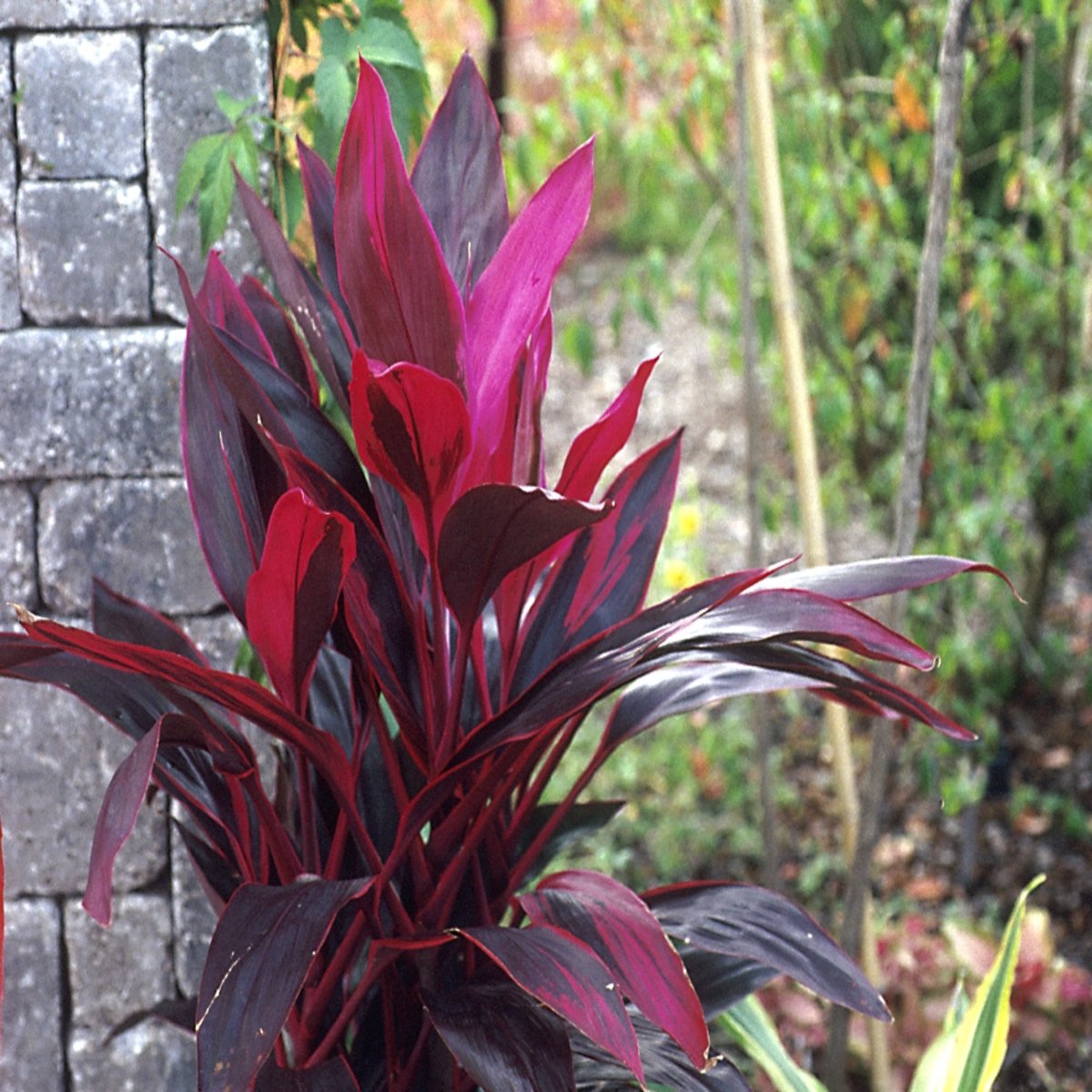 Cordyline Fruticosa Red Sister Ti Plant | SiteOne