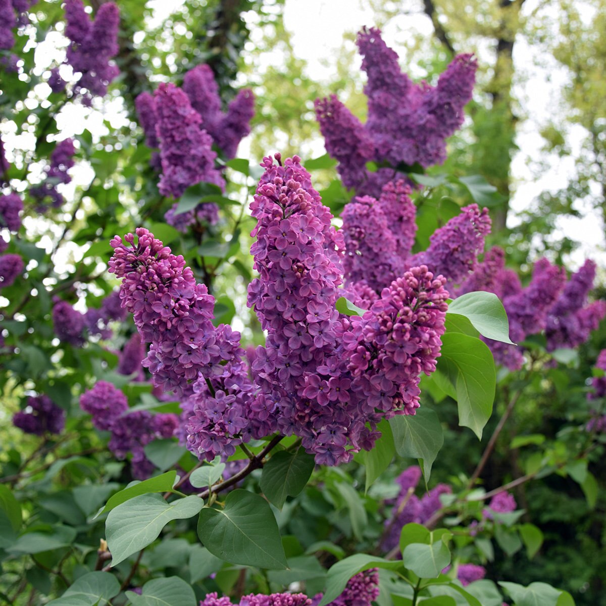 Syringa Vulgaris Monge Common Lilac SiteOne