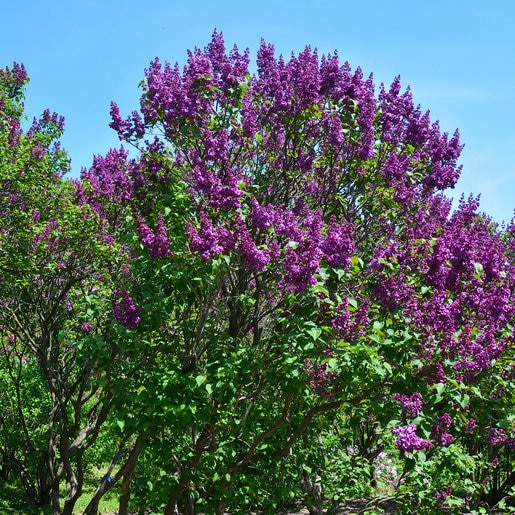 Syringa Vulgaris Monge Common Lilac SiteOne