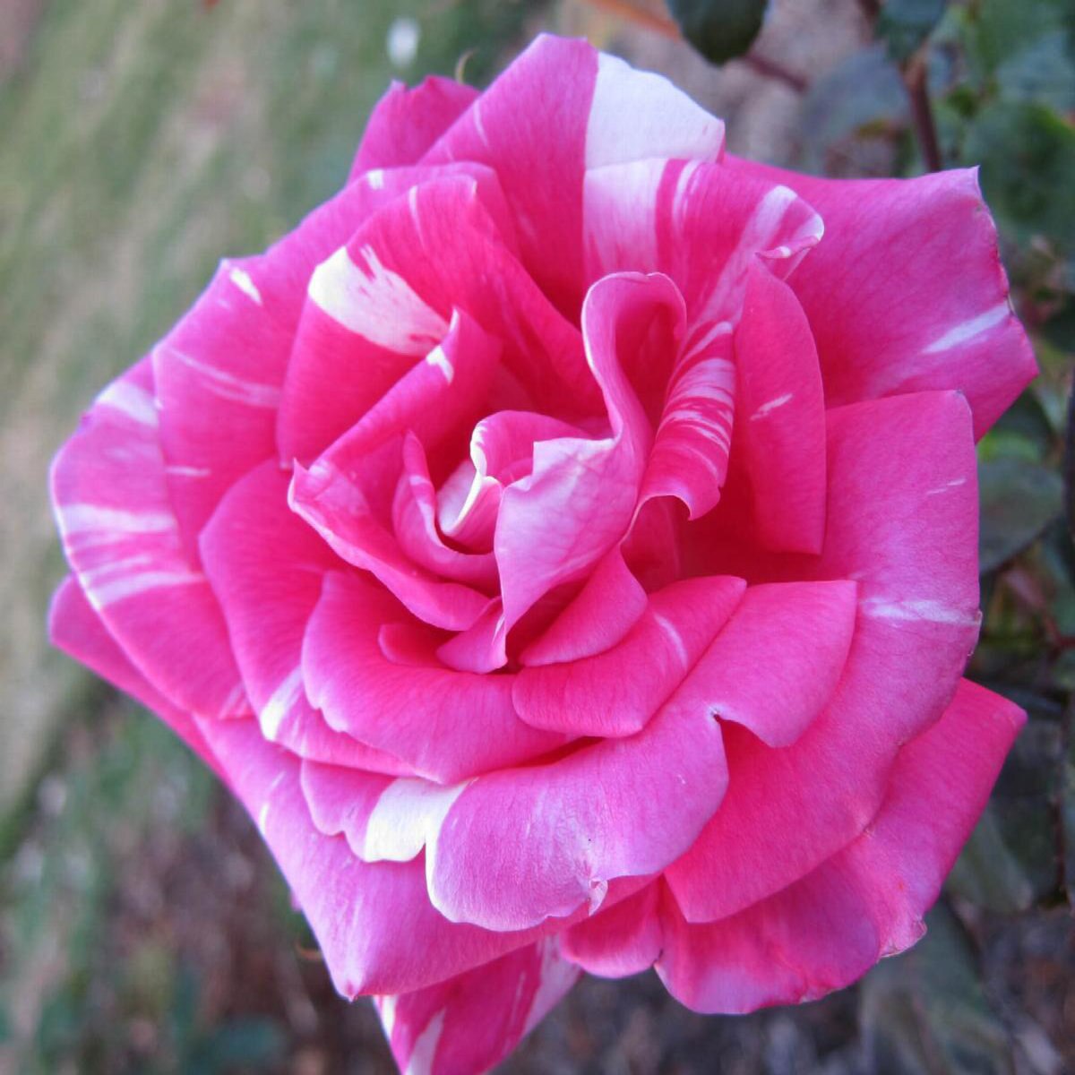 Rosa X Flower Carpet Noasplash Pink Splash Rose SiteOne