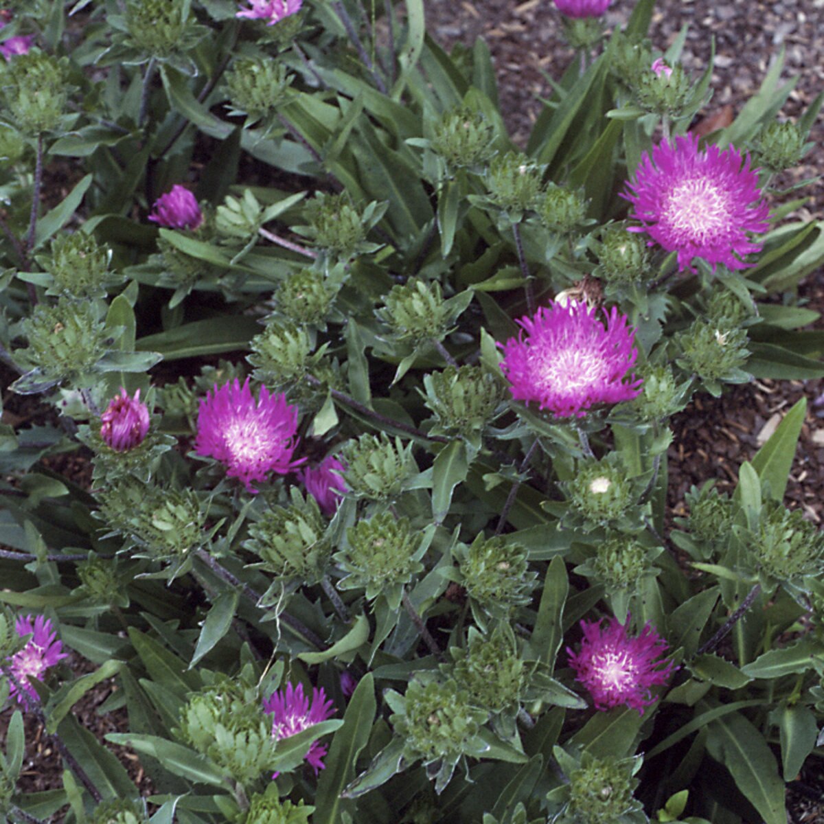 Stokesia Laevis Honeysong Purple Stokes Aster SiteOne