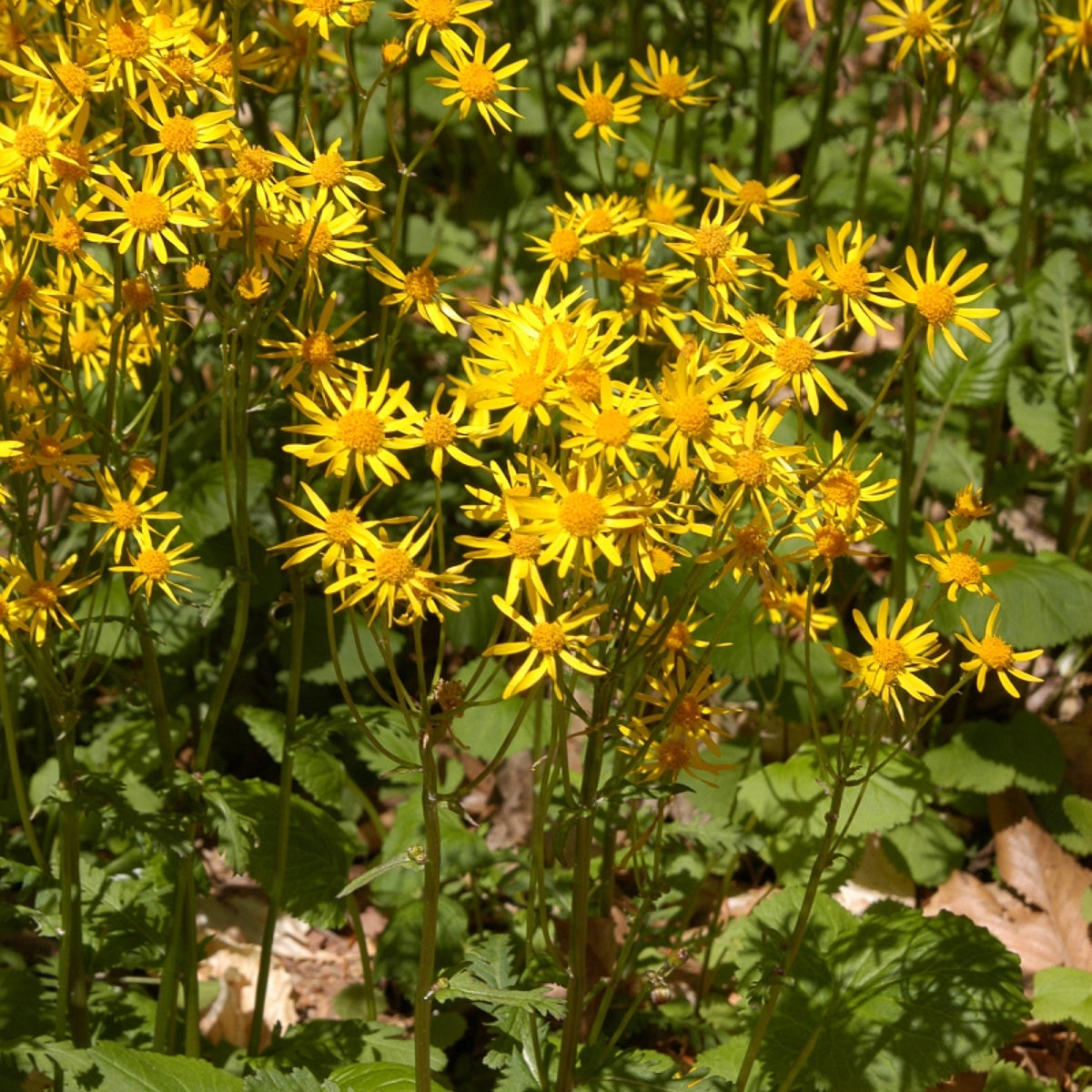Senecio (Packera) Aureus (Aurea) Golden Ragwort | SiteOne