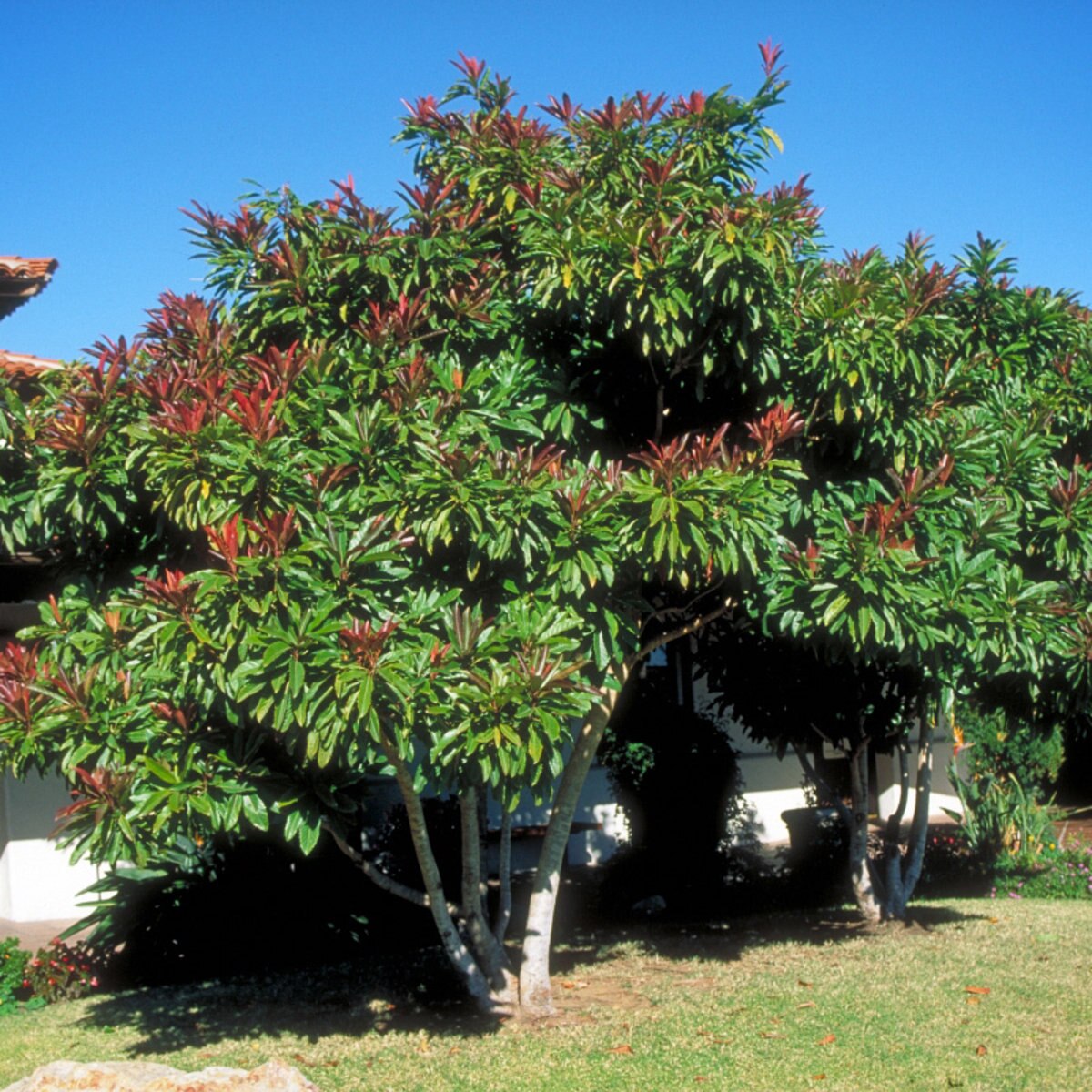 Alyogyne Huegelii Santa Cruz Blue Hibiscus SiteOne