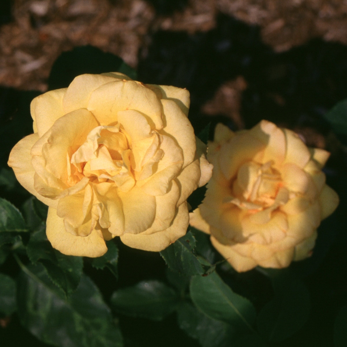Rosa Grandiflora Gold Medal Rose | SiteOne