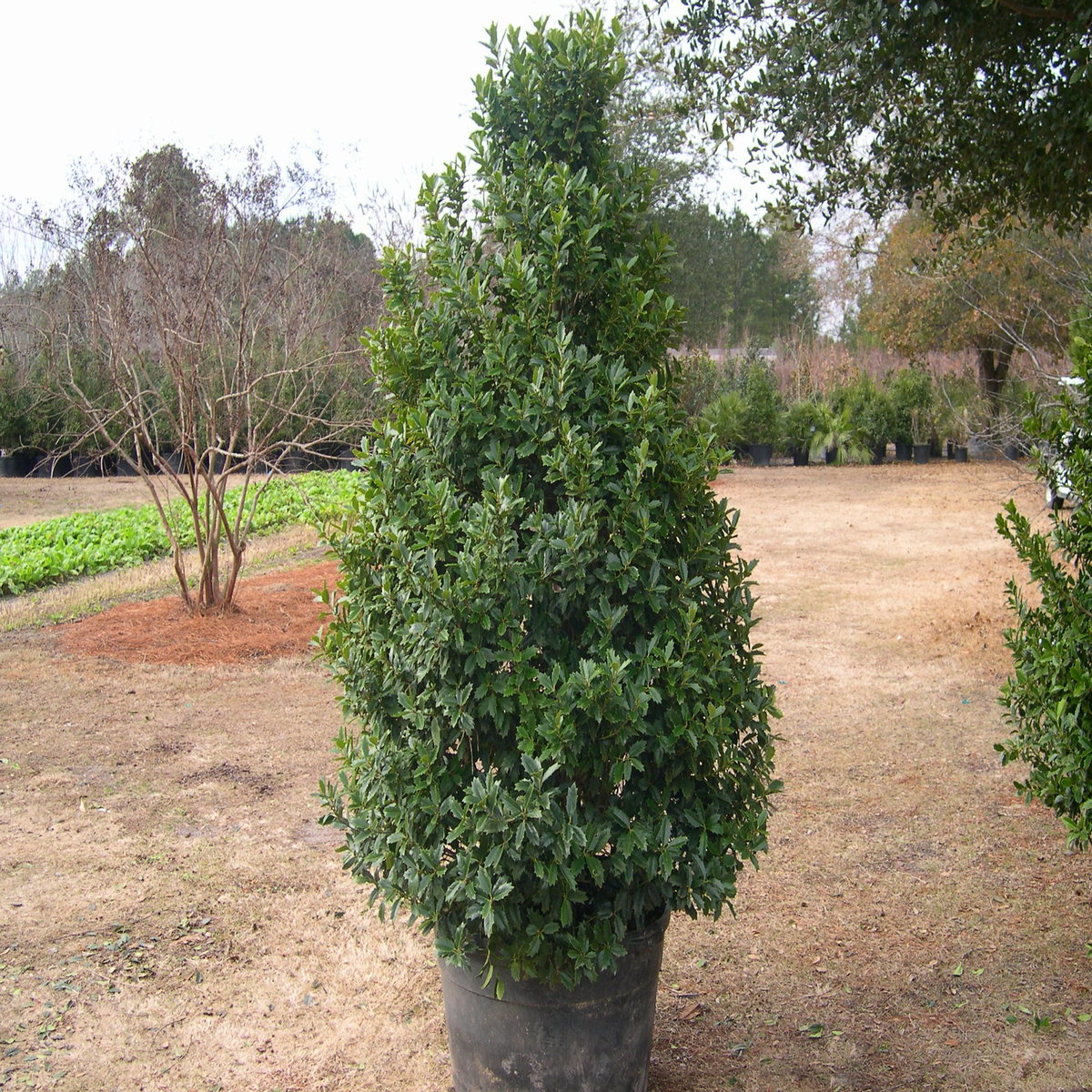 Ilex X Oakleaf Red Holly SiteOne