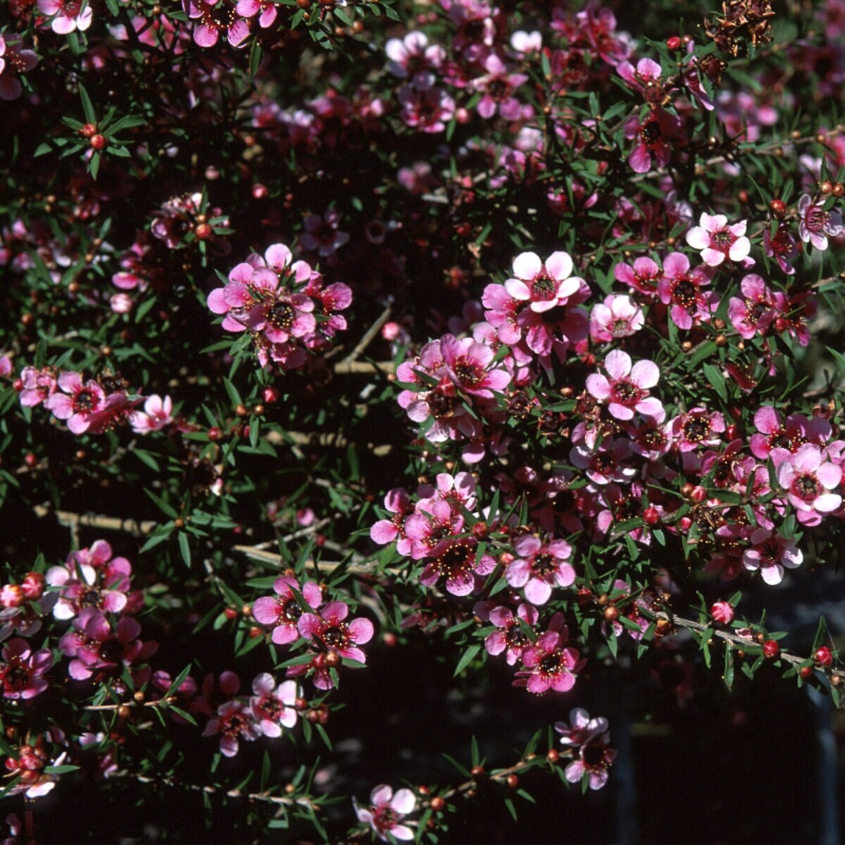 Leptospermum Scoparium New Zealand Tea Tree