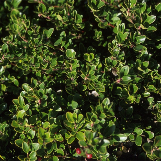 Arctostaphylos UvaUrsi Radiant Bearberry Kinnikinnick SiteOne
