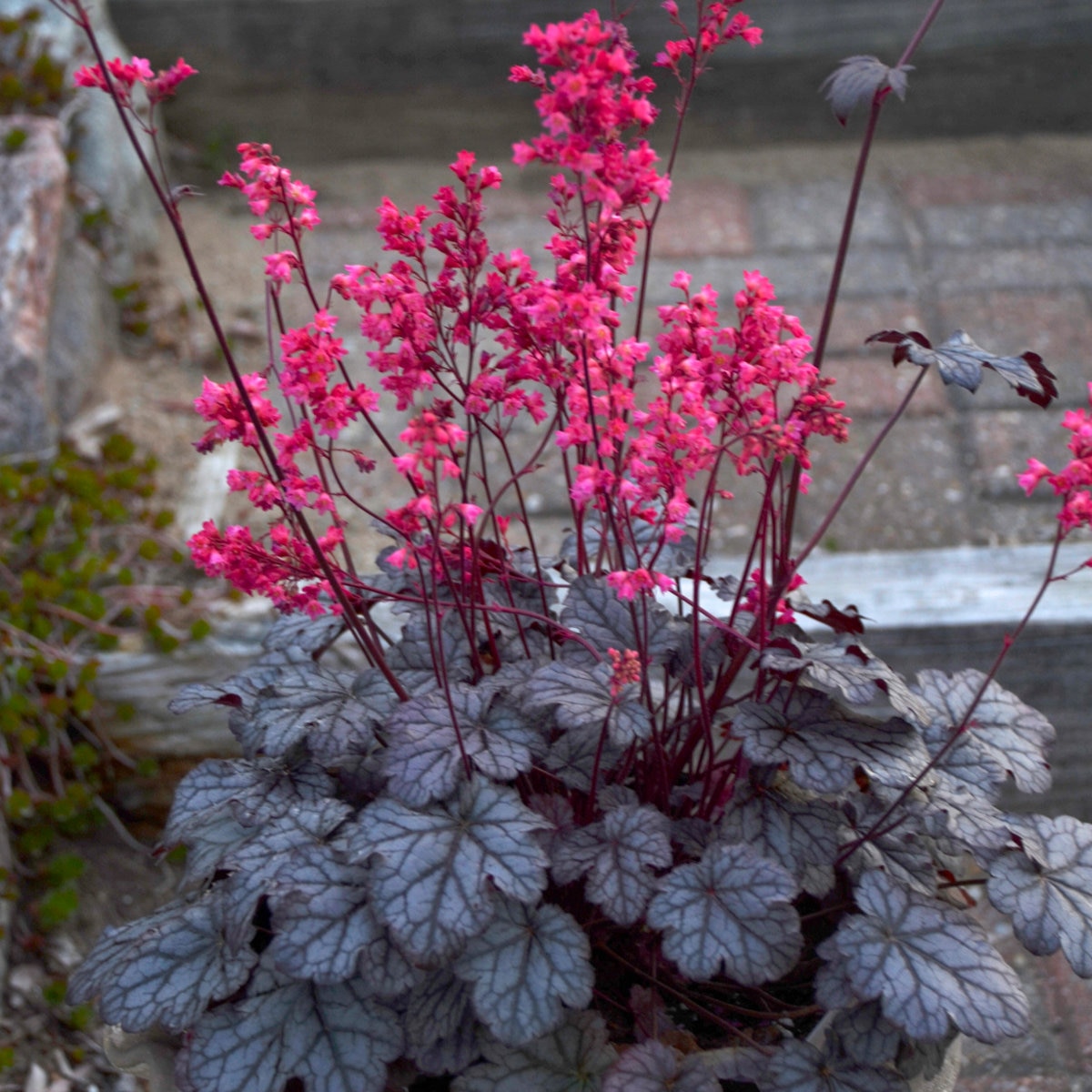 heuchera-timeless-glow-coral-bells-3-well-rooted-starter-plants-in-1