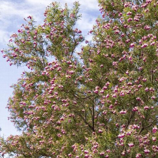 Chilopsis Linearis Timeless Beauty Desert Willow SiteOne