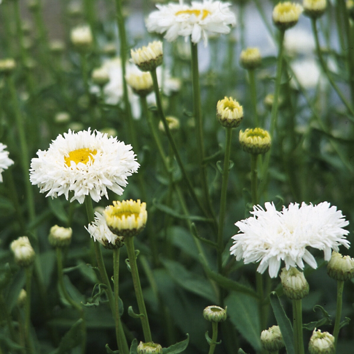 leucanthemum-x-superbum-crazy-daisy-shasta-daisy-siteone