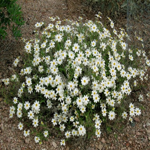 Melampodium Leucanthum Blackfoot Daisy SiteOne