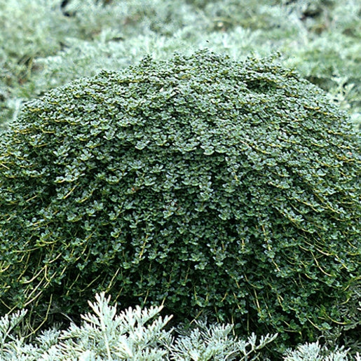 Thymus Serpyllum Elfin Creeping Thyme SiteOne