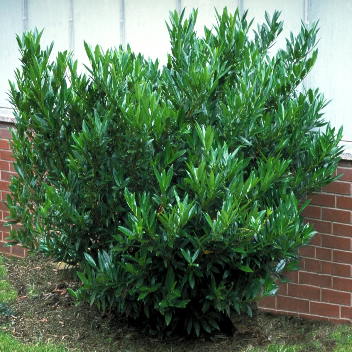 Prunus Laurocerasus Schipkaensis English Laurel | SiteOne
