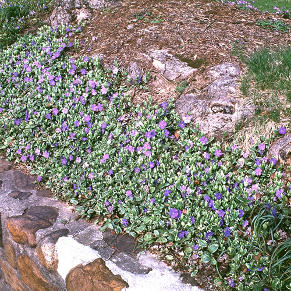 vinca-minor-variegata-variegated-periwinkle-siteone