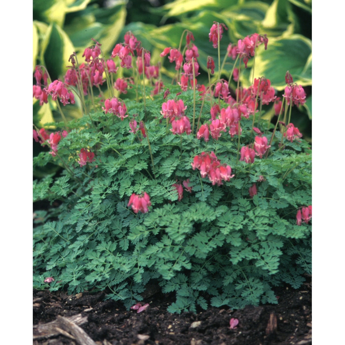 Dicentra X King Of Hearts Bleeding Heart SiteOne