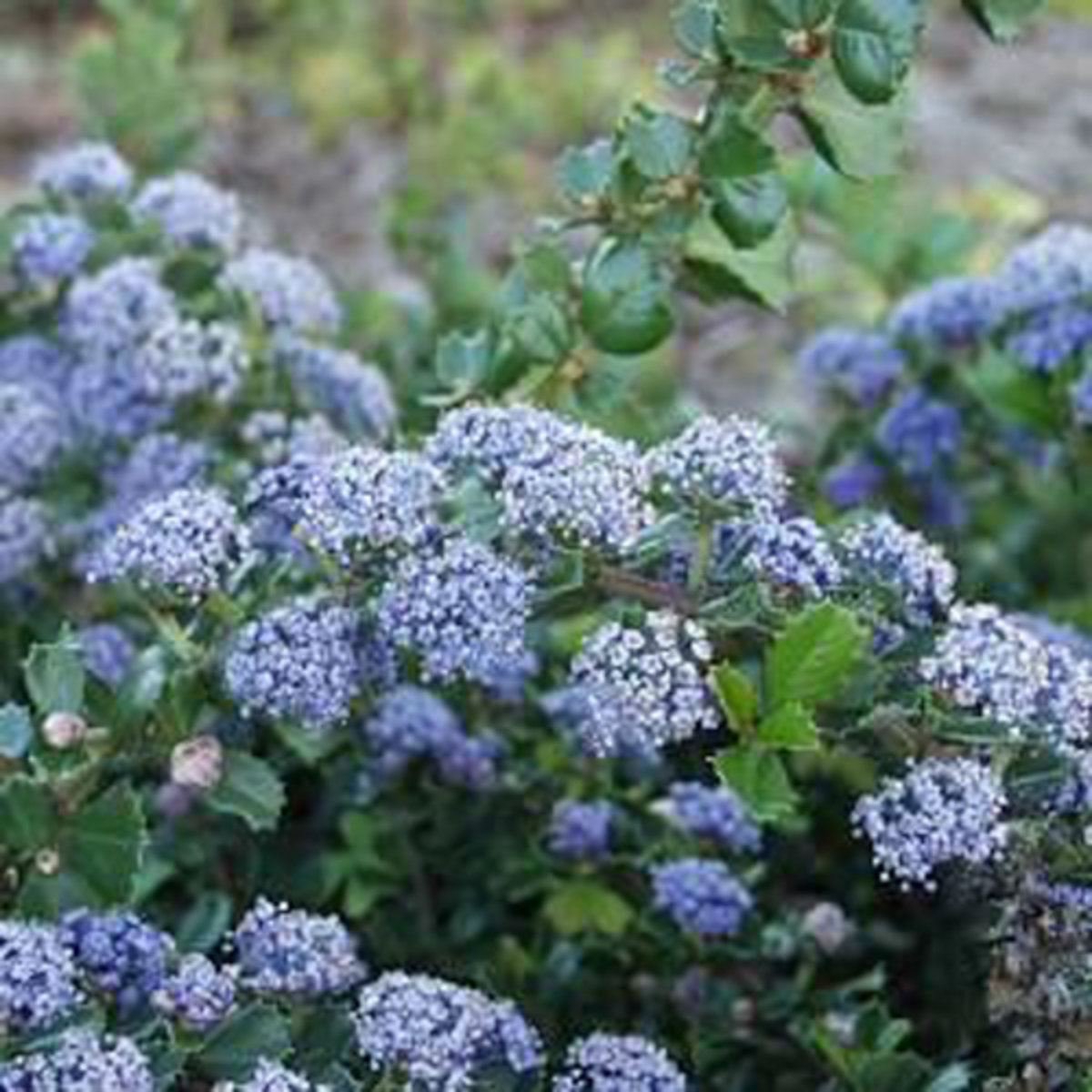 Take A Look About Anchor Bay Ceanothus