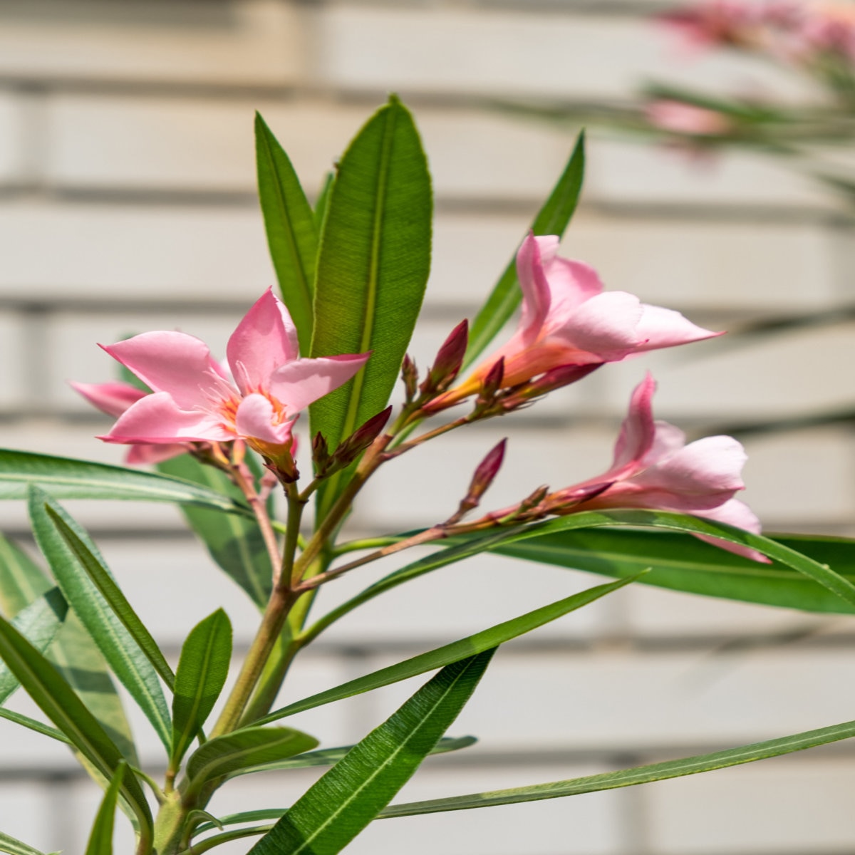 Nerium Oleander Petite Salmon Oleander | SiteOne