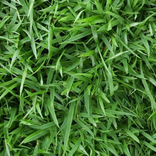 Zeon Zoysia Sod (450 sq. ft. 160 pc./pallet) SiteOne