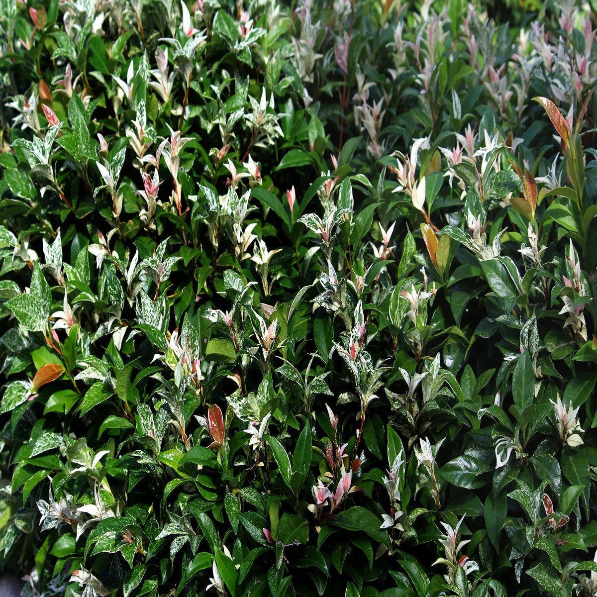 Trachelospermum Asiaticum Tricolor Asiatic Jasmine SiteOne