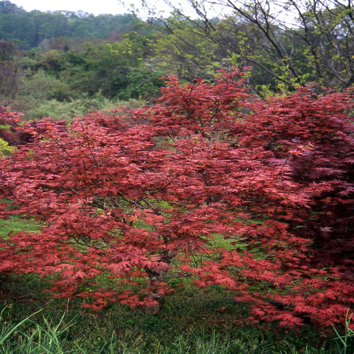 Acer Palmatum Aka Shigitatsu Sawa Japanese Maple SiteOne