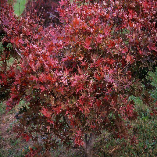 Acer Palmatum Aka Shigitatsu Sawa Japanese Maple SiteOne