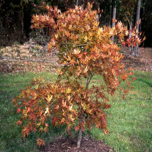 Acer Palmatum Aka Shigitatsu Sawa Japanese Maple SiteOne