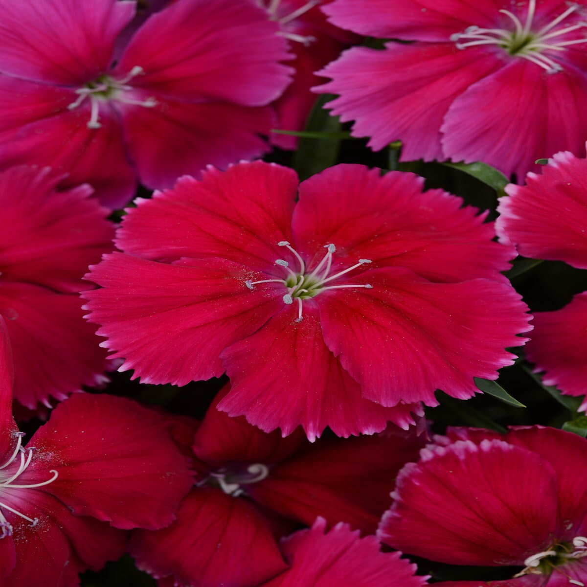 Dianthus Chinensis Cherry Red China Pinks SiteOne