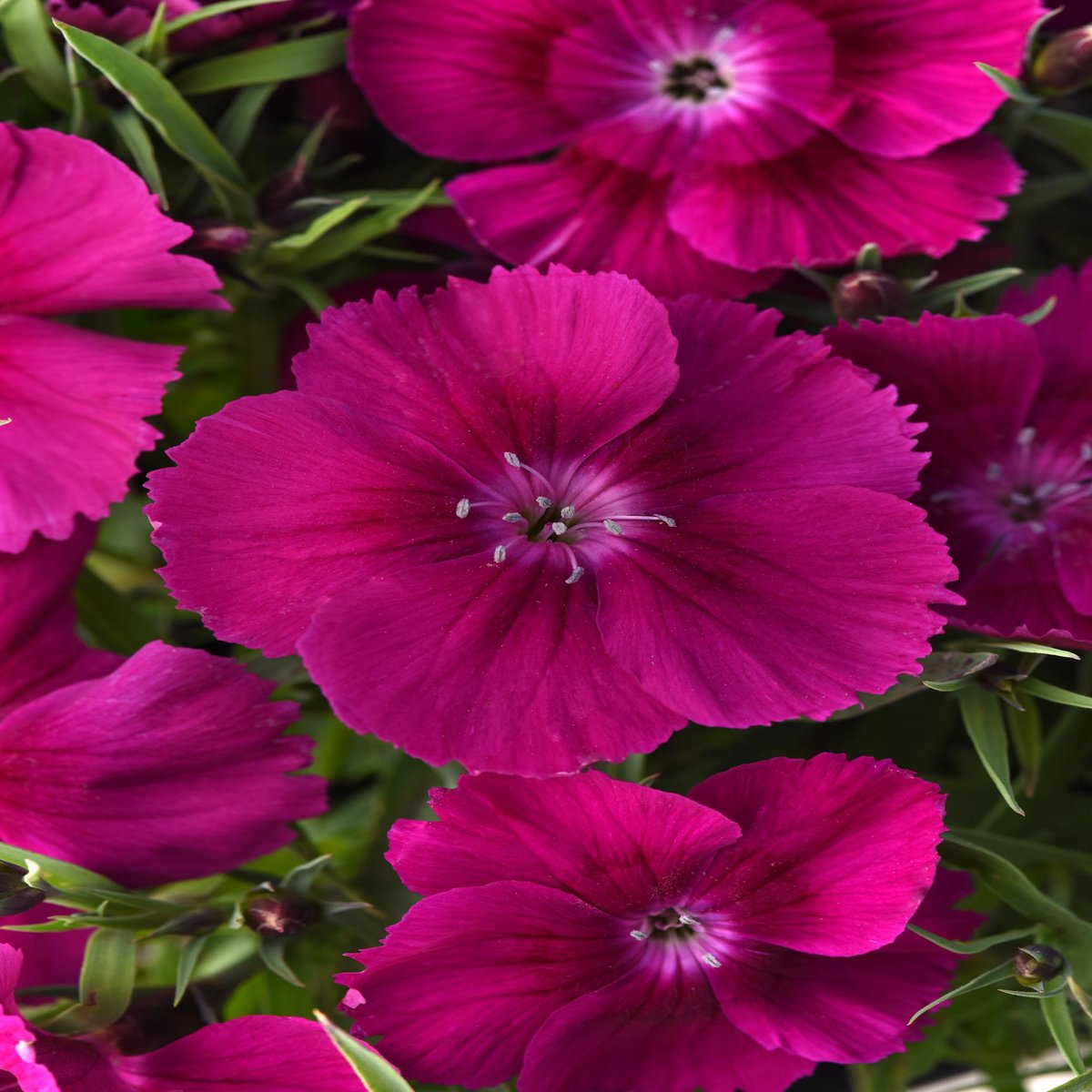 Dianthus Chinensis Purple China Pinks SiteOne