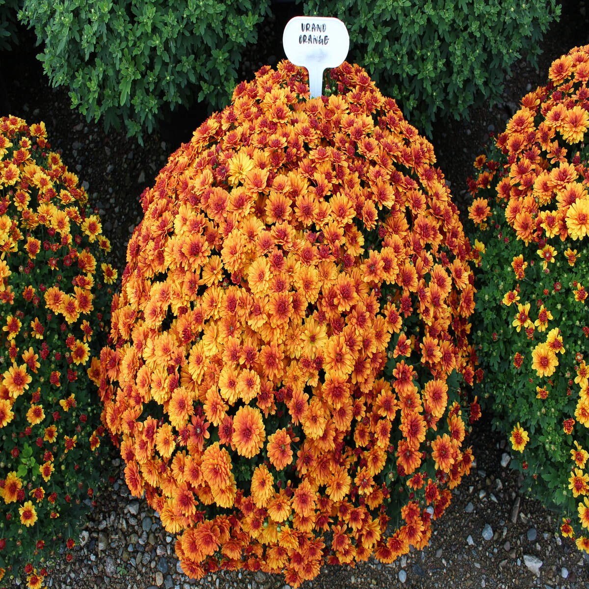 Chrysanthemum X Morifolium Urano Orange Belgian Mum SiteOne
