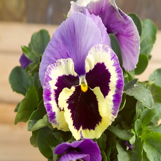 Viola X Wittrockiana Majestic Giant II Marina Shades Bl SiteOne