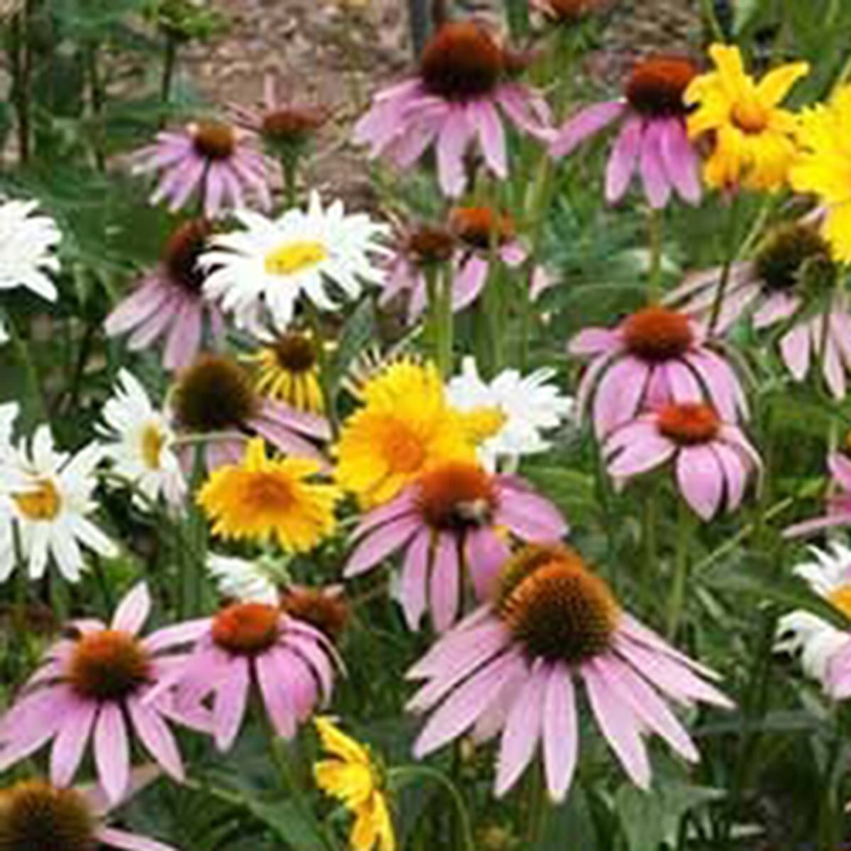 Shade Wildflower Seed Mix 1 lb. Bag SiteOne