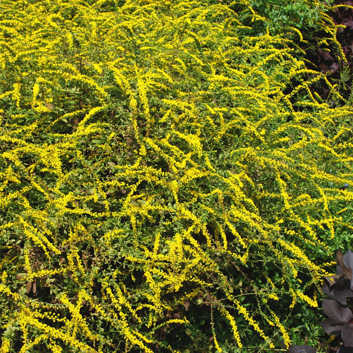 Solidago Rugosa Fireworks Goldenrod | SiteOne