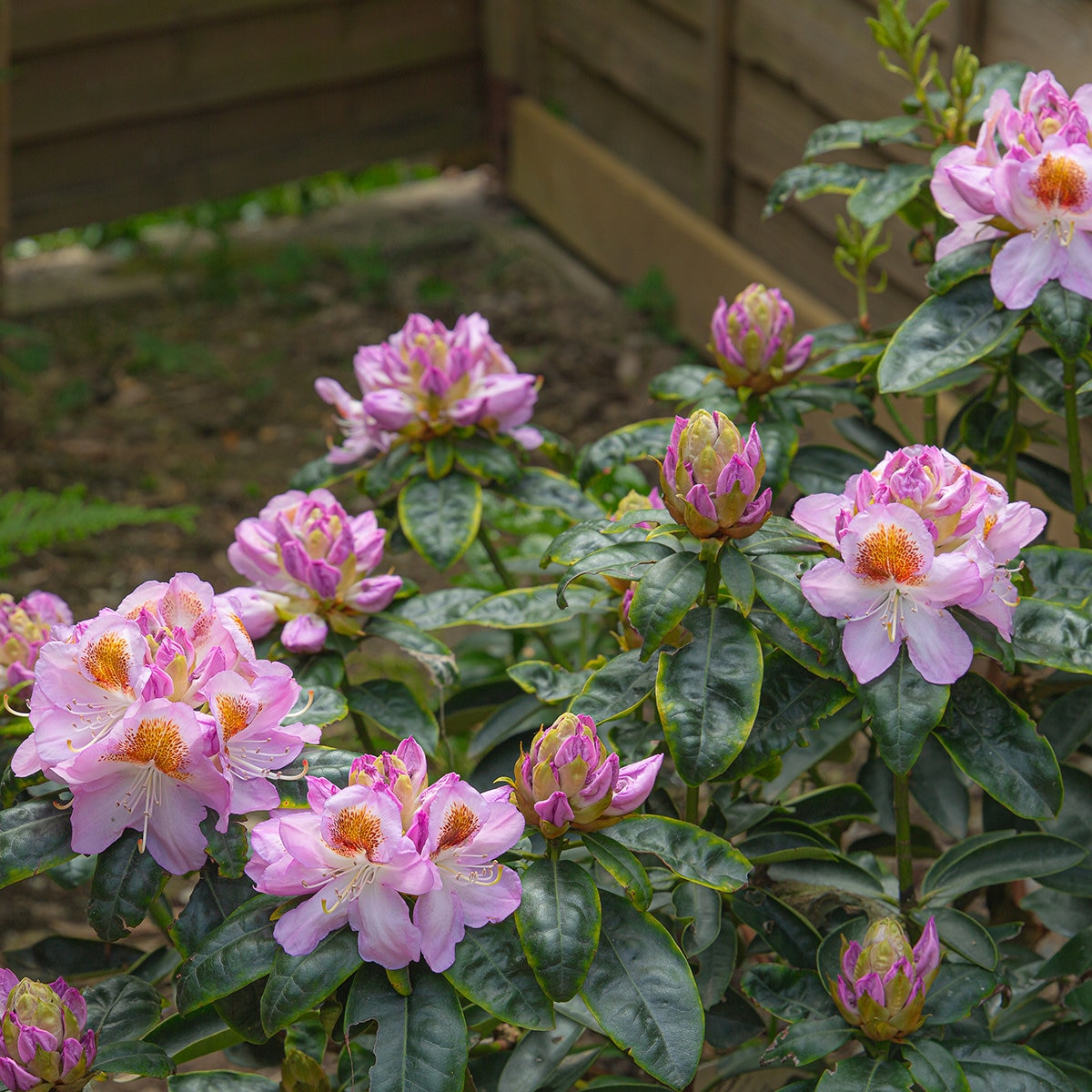 Rhododendron X Mrs. T.H. Lowinksy Rhododendron | SiteOne