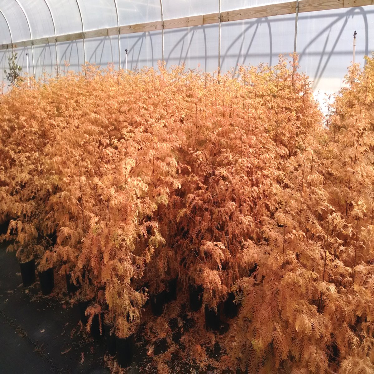 Metasequoia Glyptostroboides Amber Glow Dawn Redwood SiteOne