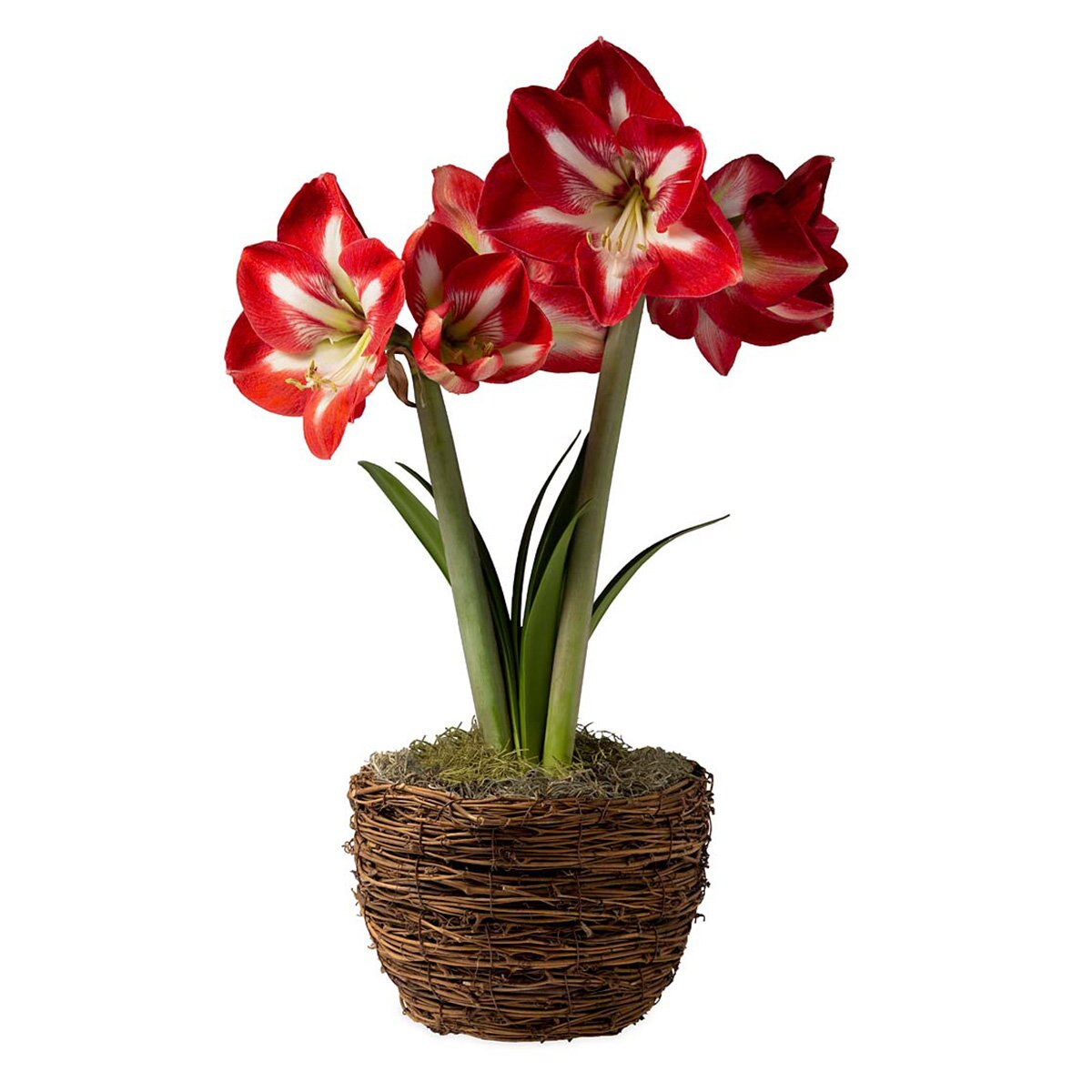 Hippeastrum Bulb Dutch Assorted Amaryllis SiteOne