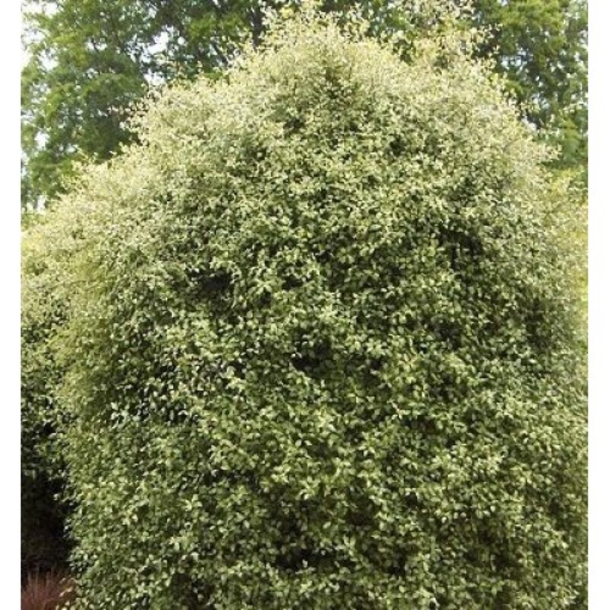 Pittosporum Tenuifolium Silver Sheen Kohuhu SiteOne — free download