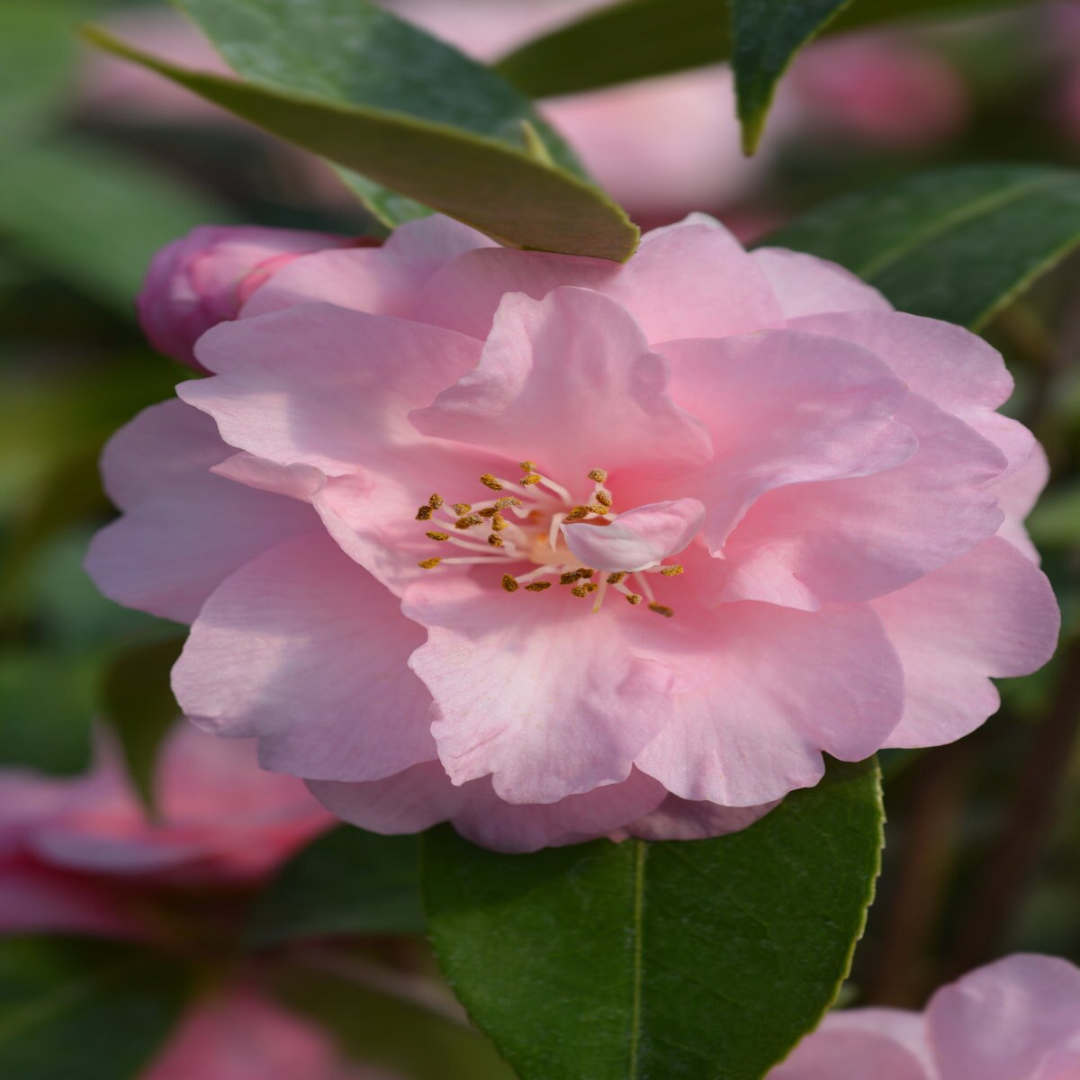 Camellia X Spring Festival Camellia | SiteOne