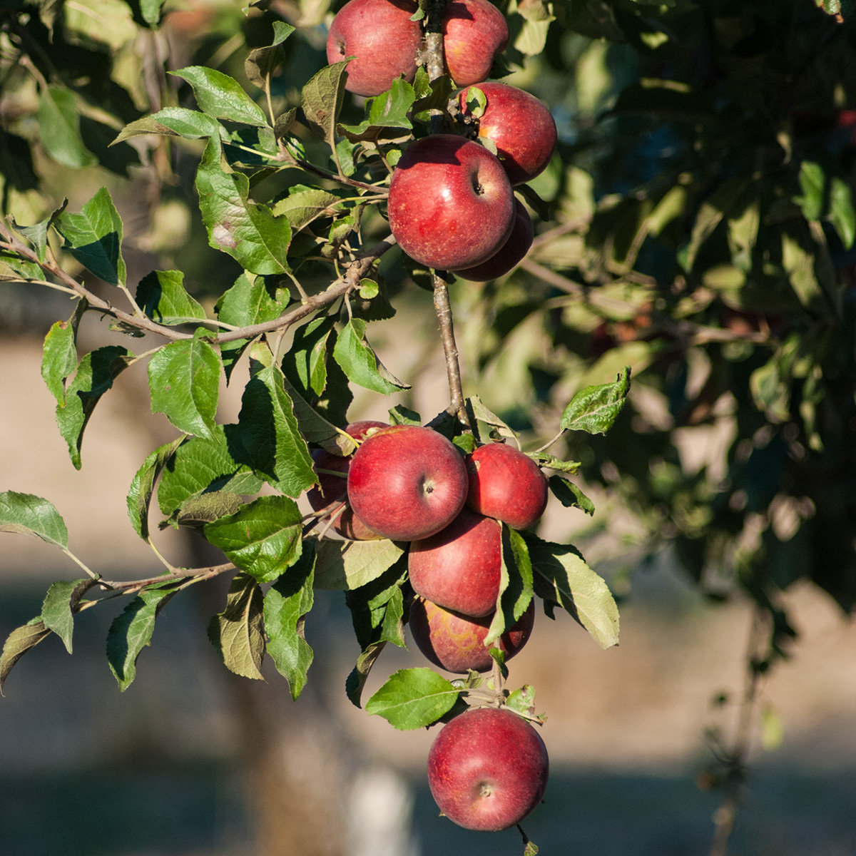 Malus Domestica Gravenstein SemiDwarf Apple SiteOne