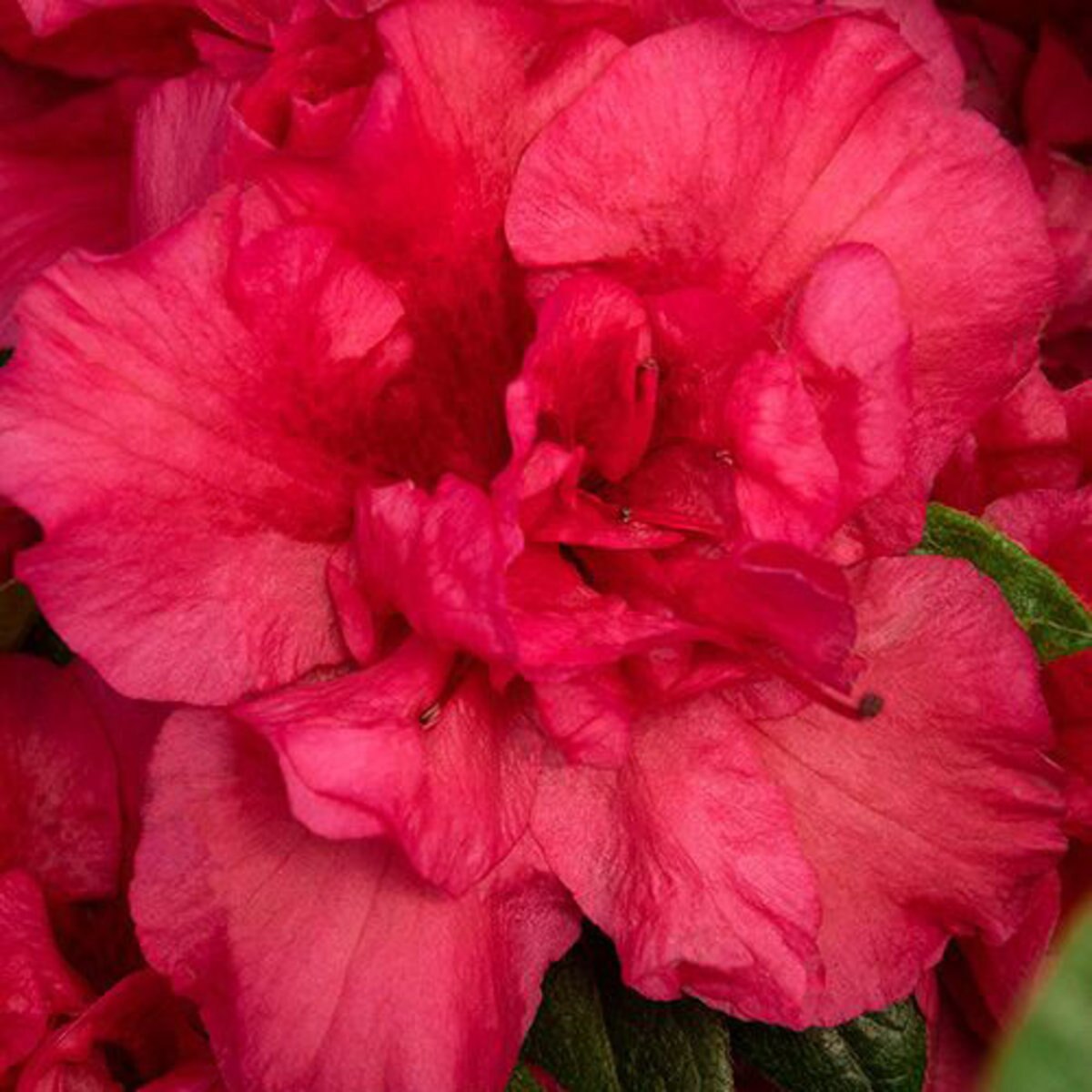 Rhododendron X Double Shot Salmon Azalea SiteOne