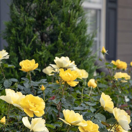 Rosa X Grace N Grit Radmonyel Yellow Shrub Rose | SiteOne