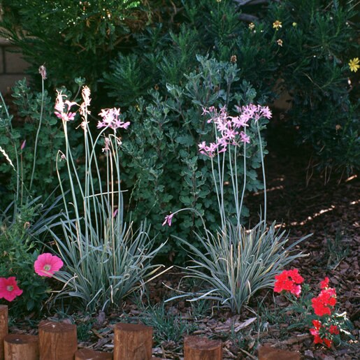 Tulbaghia Violacea Tricolor Society Garlic SiteOne