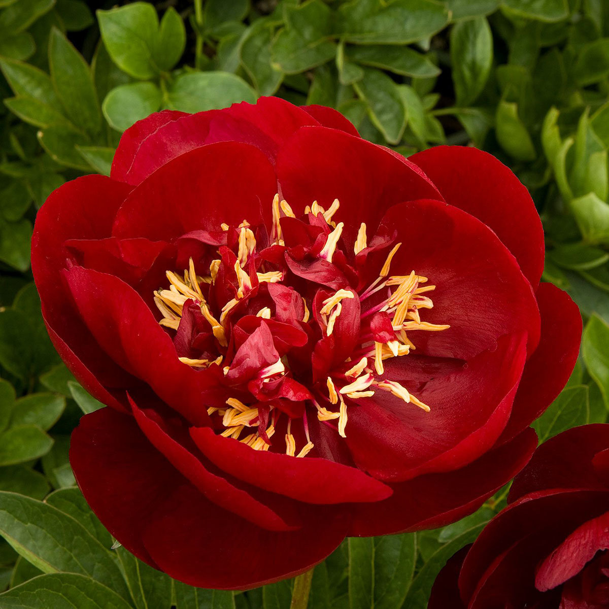 Paeonia Lactiflora Buckeye Belle Peony SiteOne