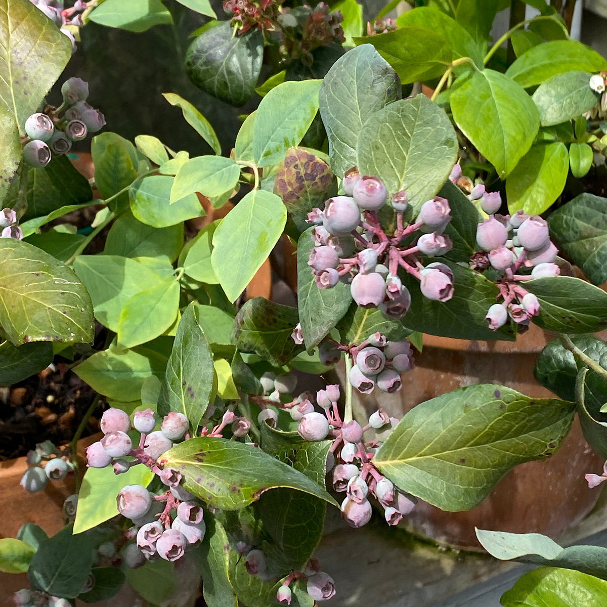 Vaccinium Ashei Powder Blue Rabbiteye Blueberry SiteOne