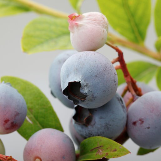 Vaccinium Ashei Powder Blue Rabbiteye Blueberry SiteOne