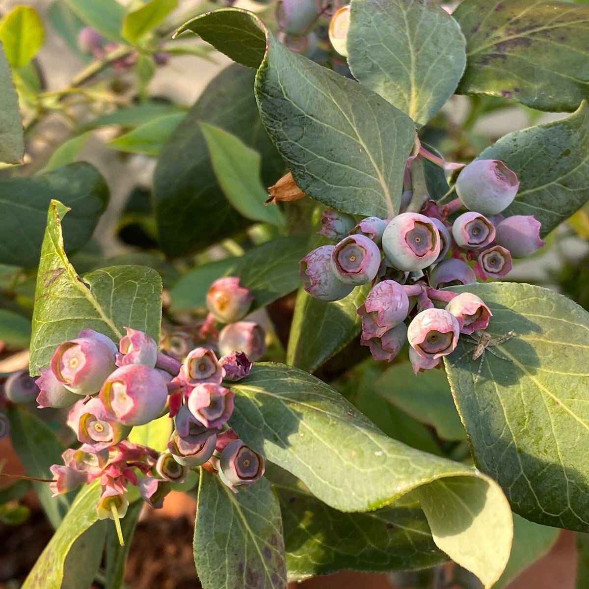 Vaccinium Ashei Powder Blue Rabbiteye Blueberry SiteOne