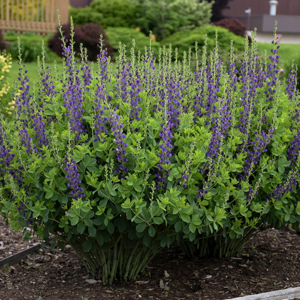 Baptisia Sparkling Sapphires