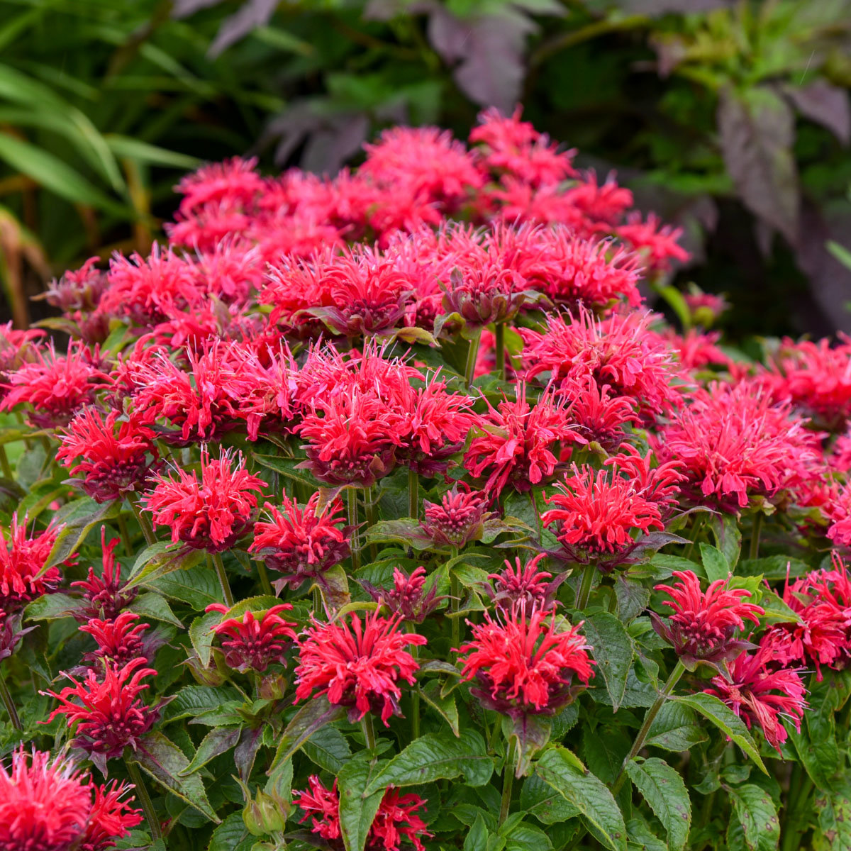 Monarda Sugar Buzz Cherry Pops Bee Balm | SiteOne
