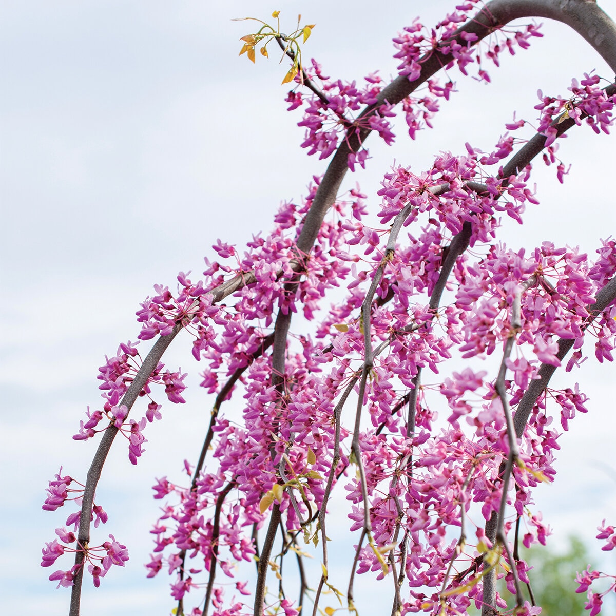 Cercis Canadensis Golden Falls Weeping Eastern Redbud | SiteOne