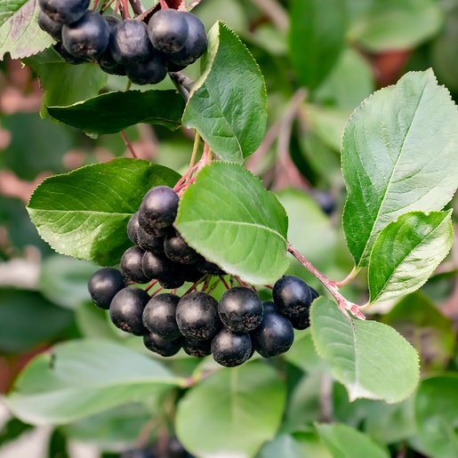 Glossy Black Chokeberry