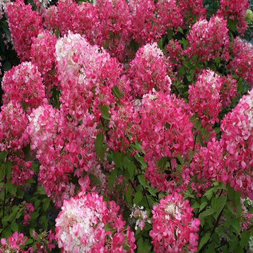 Hydrangea Paniculata Rendia Diamond Rouge Panicle Hydra | SiteOne
